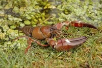 Signal Crayfish (Pacifastacus lenisculus) - © Copyright Trevor Renals